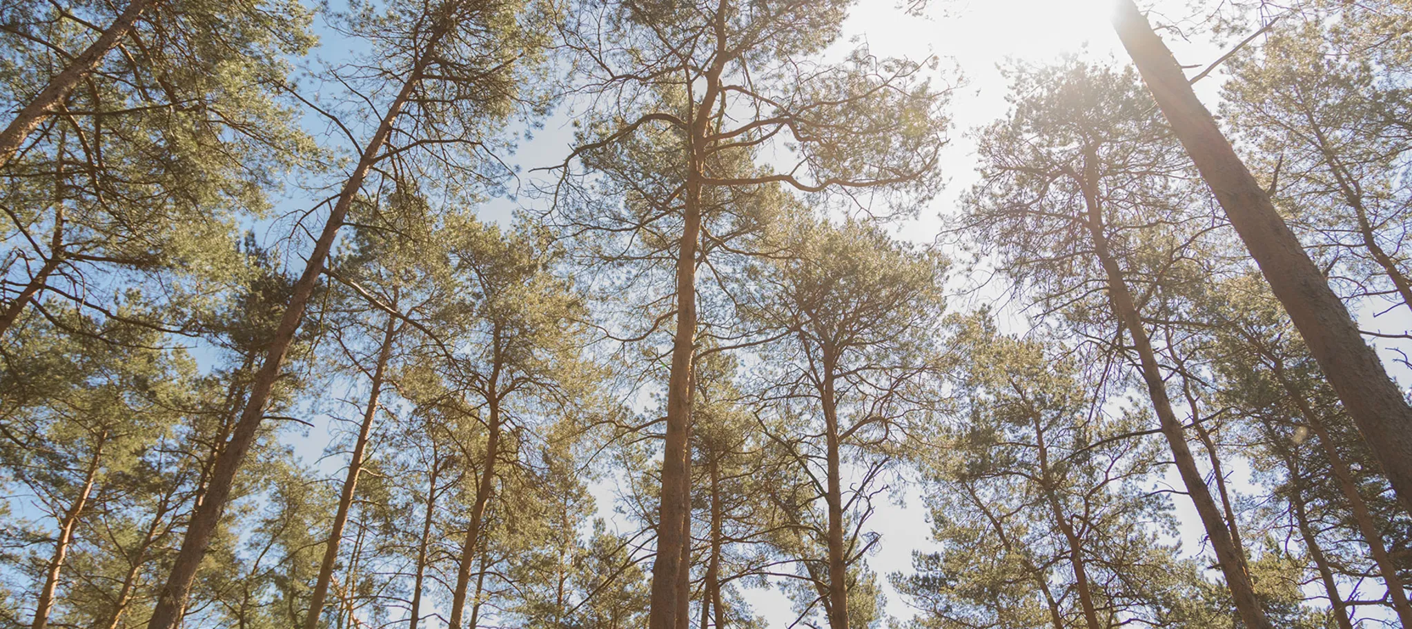 wineo Laminatboden Nachhaltigkeit Wald Bäume Holz Natur