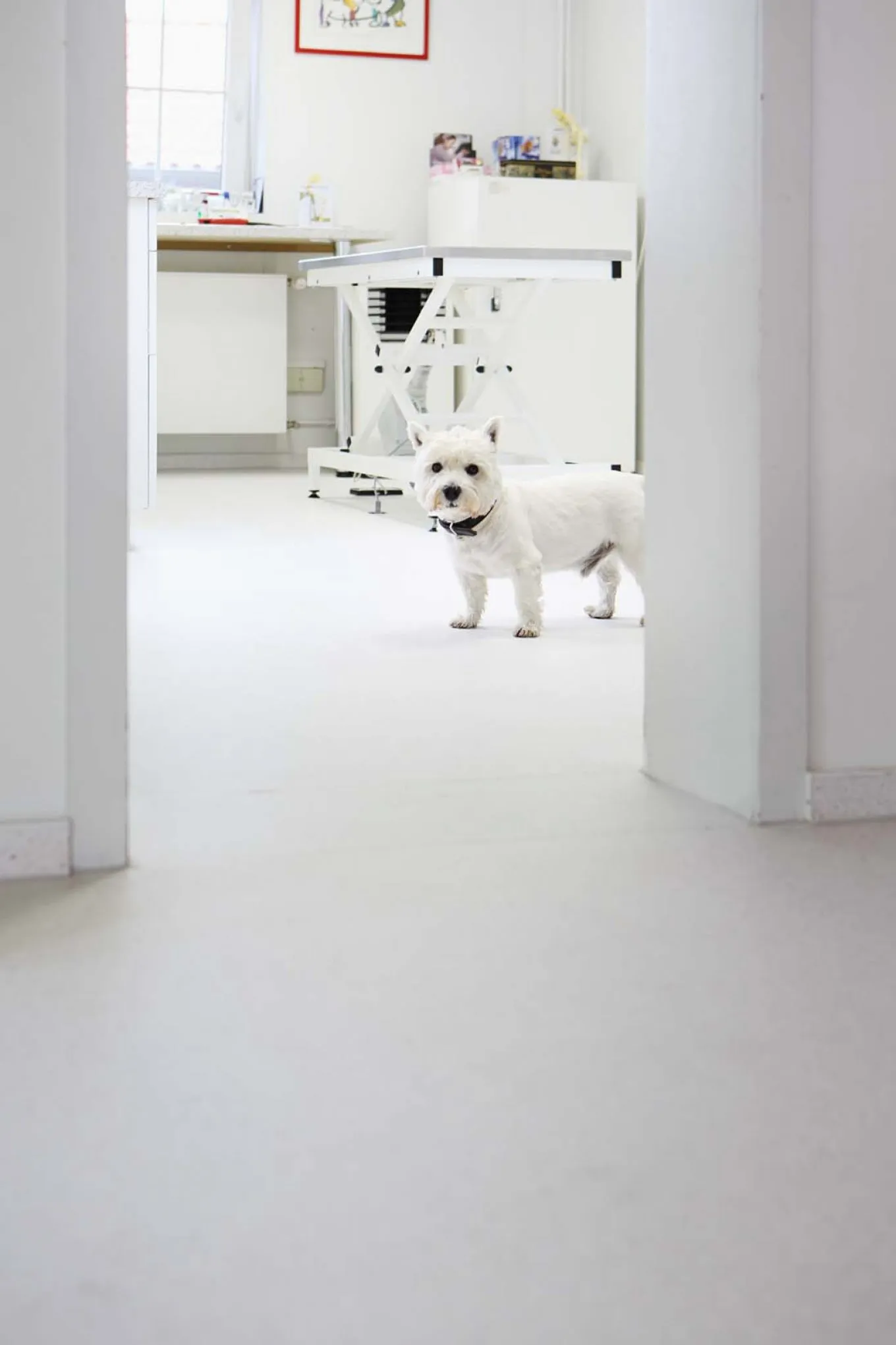 Tierklinik Lüdinghausen mit hellem wineo PURLINE Bioboden einem Behandlungstisch und Hund